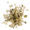 Hemp Image